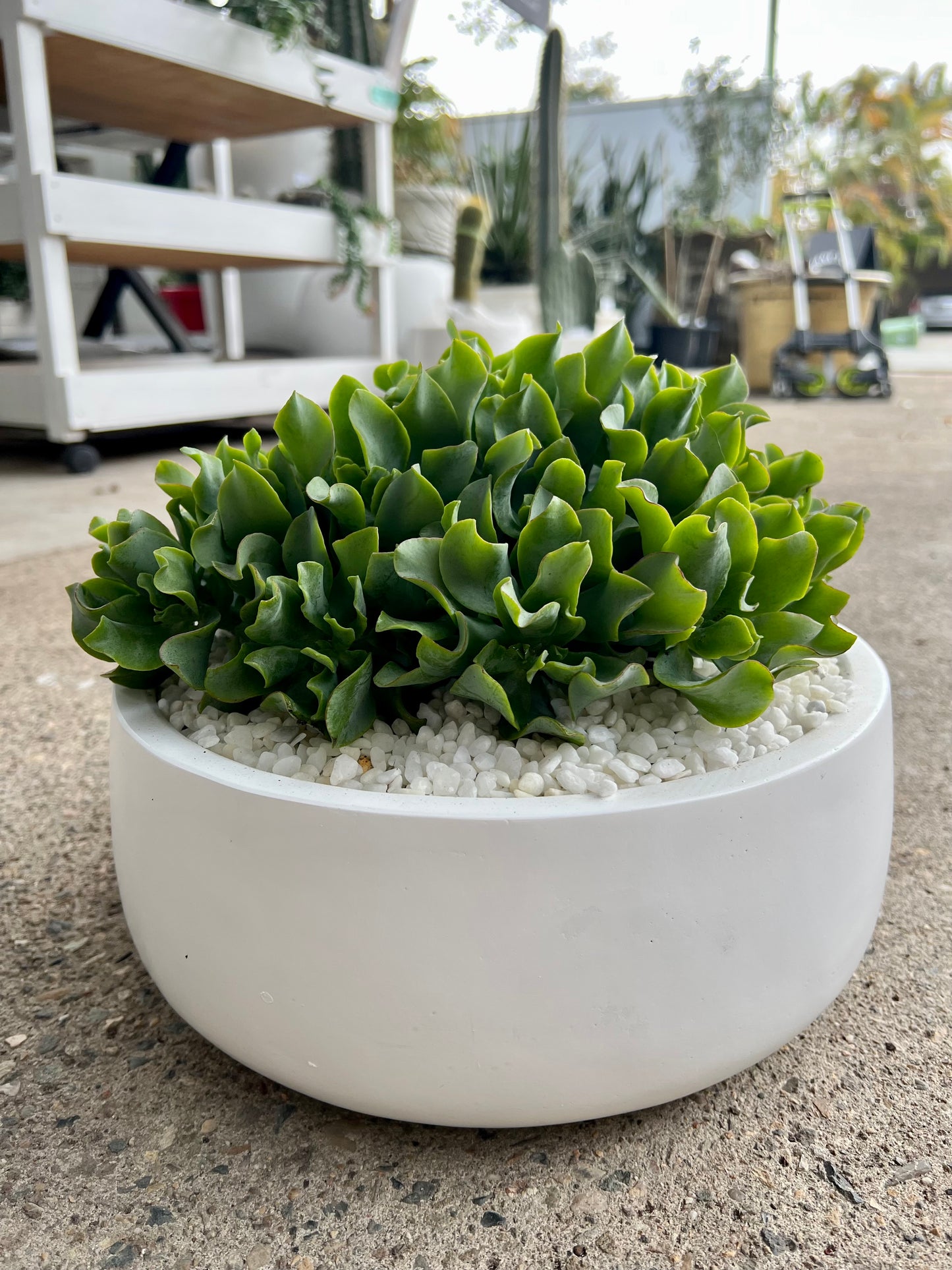 Lettuce Bowls