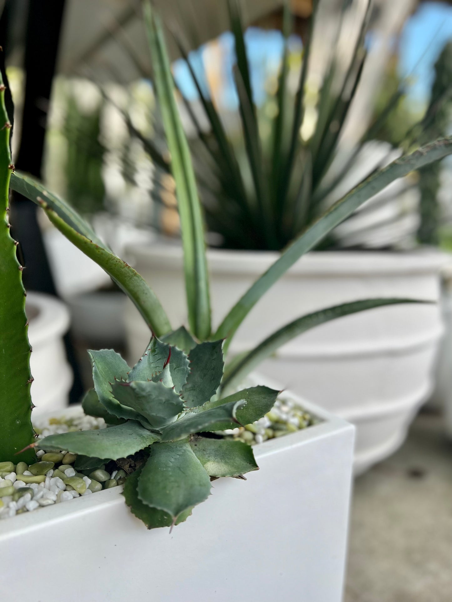Mix Cactus and Succulents in Long Rectangle Fibrestone Pot