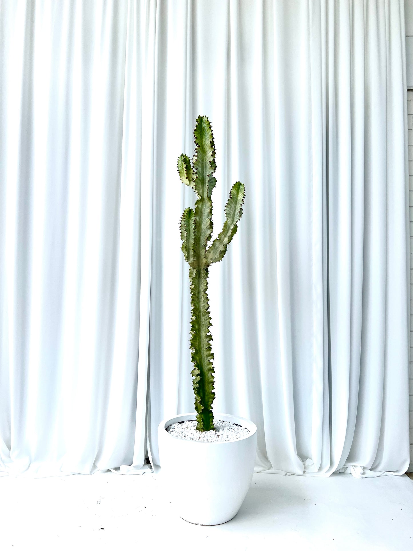 Ghost Cactus in White Pot