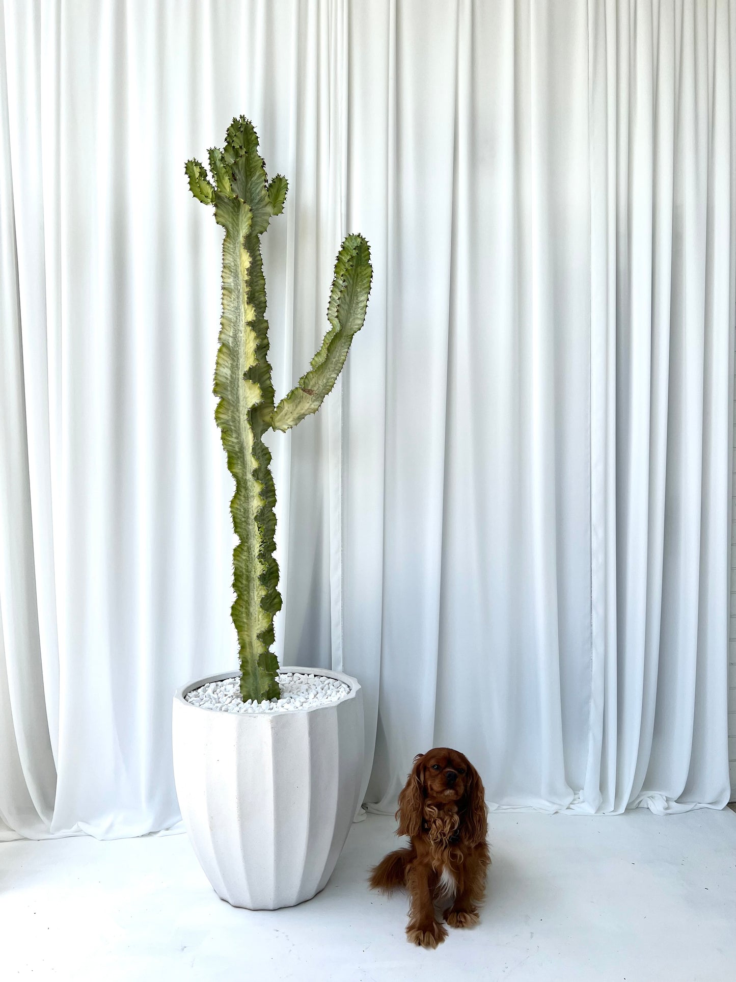 Ghost Cactus in White Pot