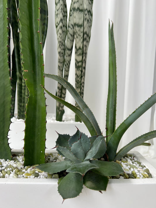 Mix Cactus and Succulents in Long Rectangle Fibrestone Pot