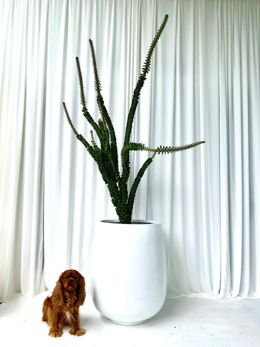 Alluaudia Procera Cactus in White Belly Pot