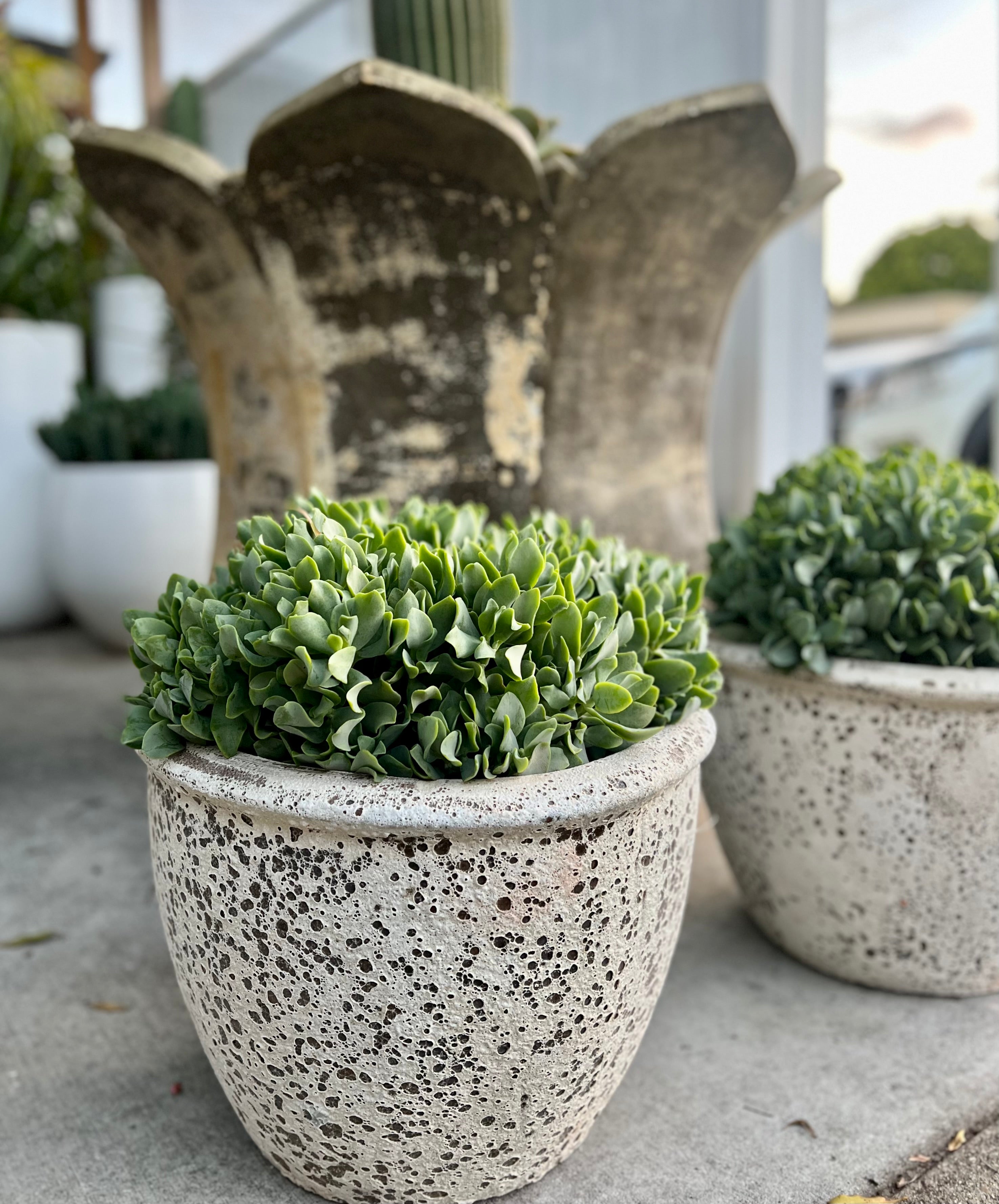 Ripple Lettuce Jade In Speckle Lime Stone Pot 