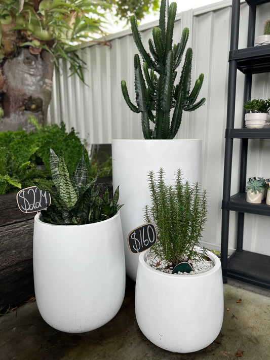 Cowboy Cactus in White Cindy Pot