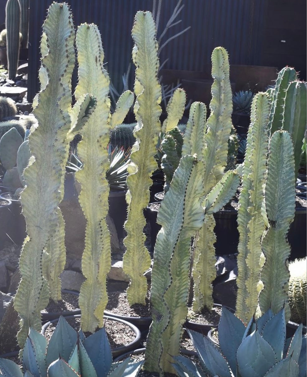 Ghost Cactus in White Textured Vintage Urn