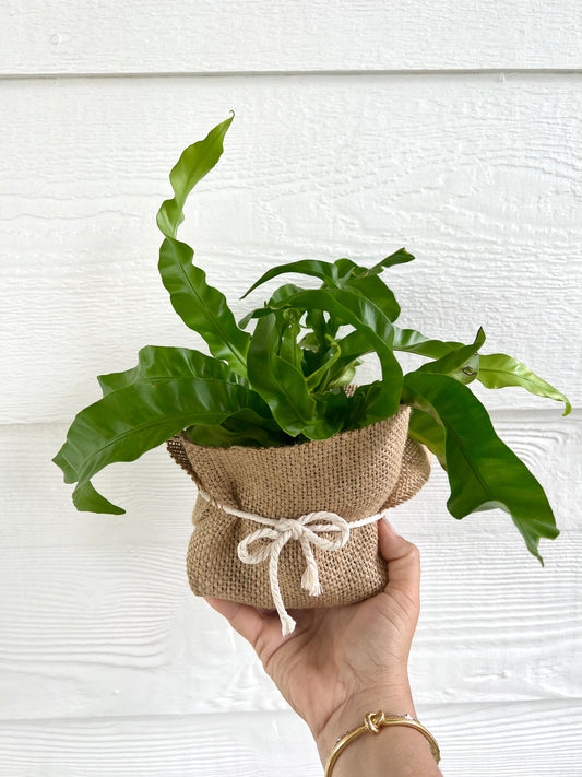 Asplenium Hurricane