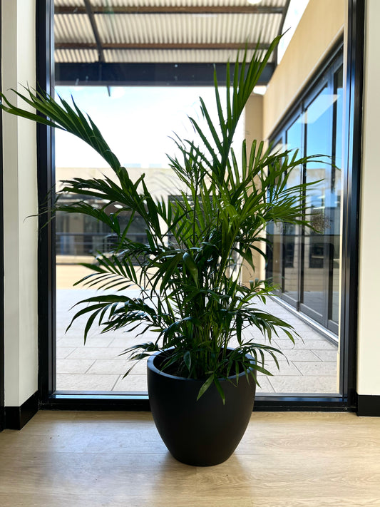 Plant Hire (Personalised Plans Available)