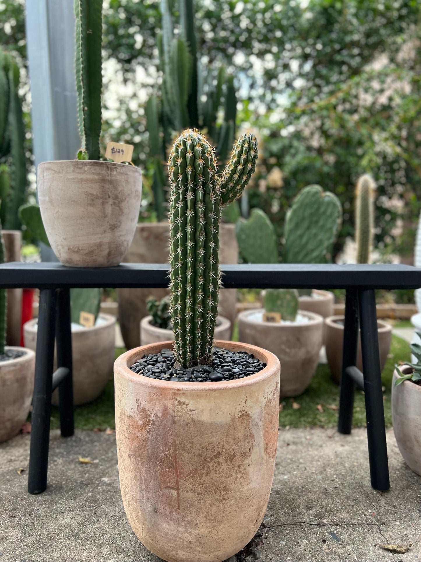 Pilocereus Gounellei in our Fibrestone Egg Pot