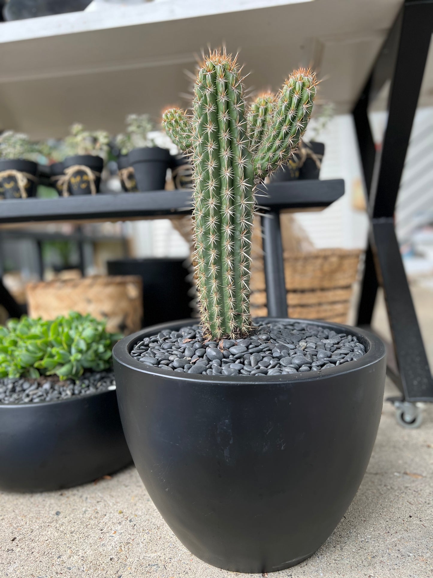 Pilocereus Gounellei in our Fibrestone Egg Pot