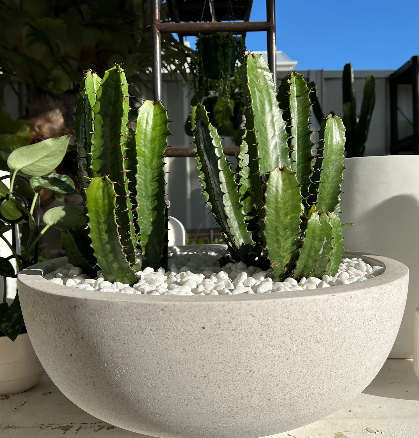Cluster of Cowboy Cactus, Terrazzo Fibrestone Bowl