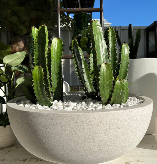 Cluster of Cowboy Cactus, Terrazzo Fibrestone Bowl