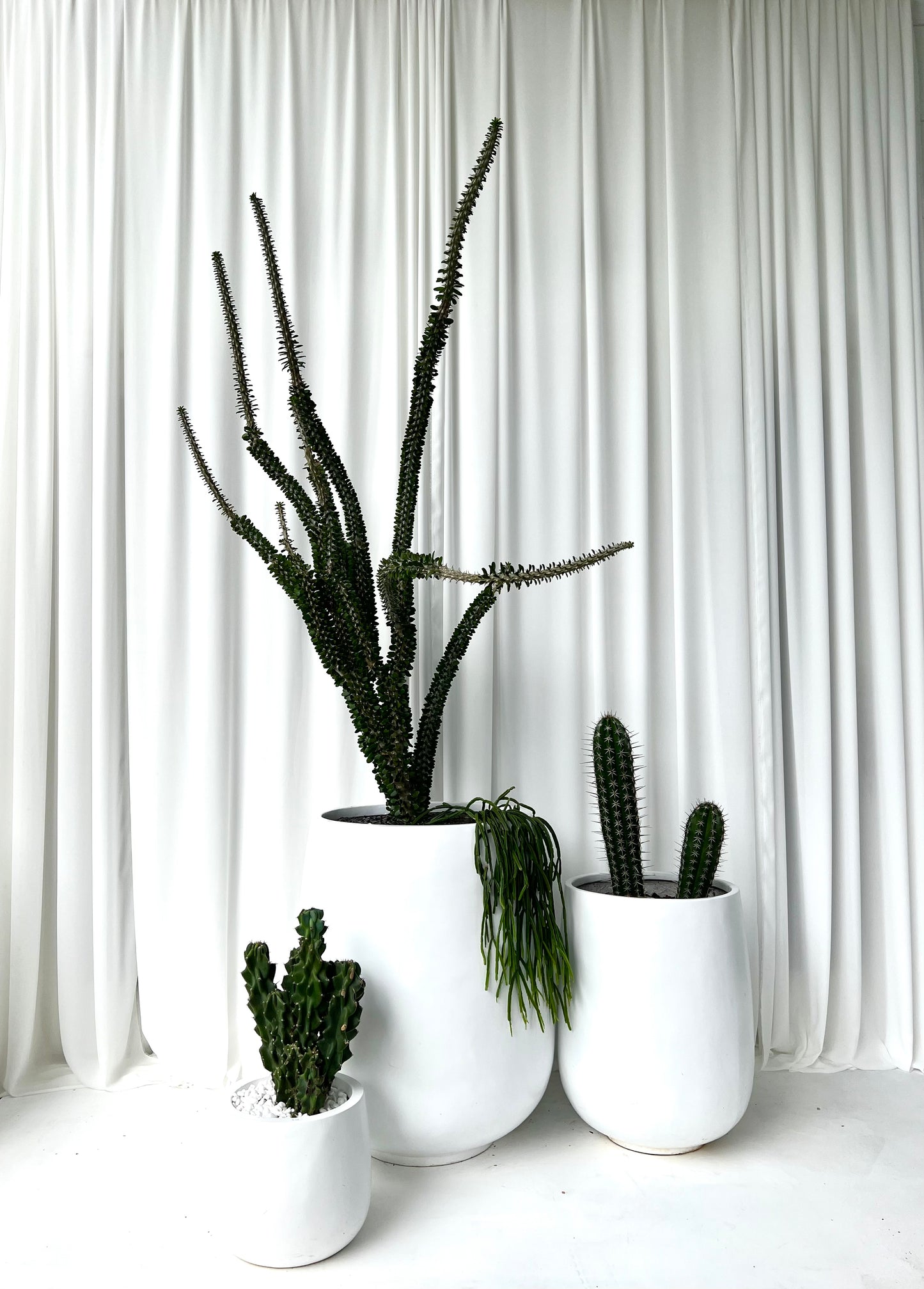 Monstrose Apple Cactus in Small White Fibrestone Duffey Pots