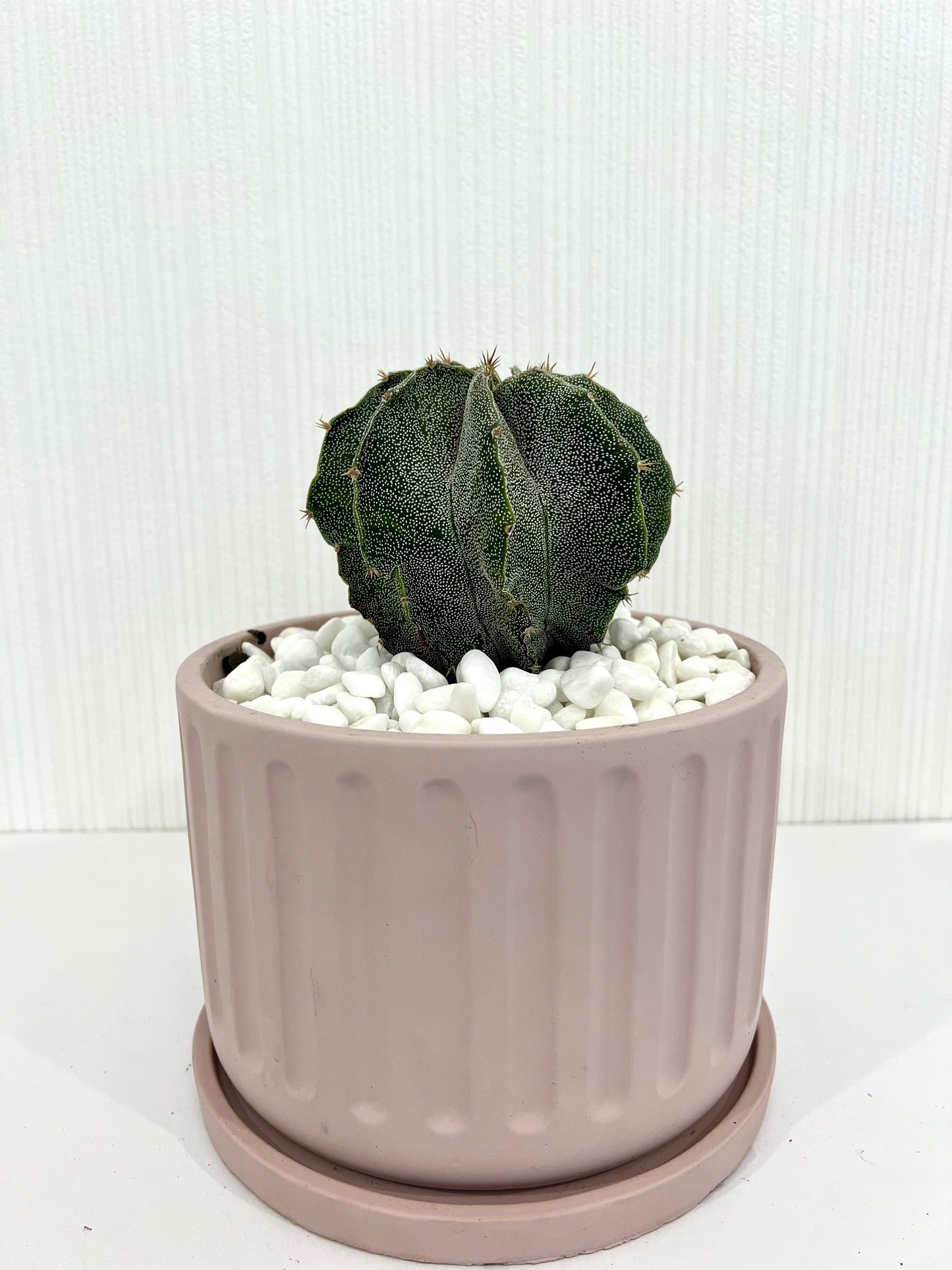 Astrophytum Myriostigma Var Cactus