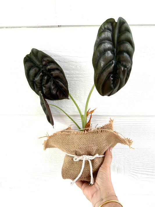 Alocasia Red Secret