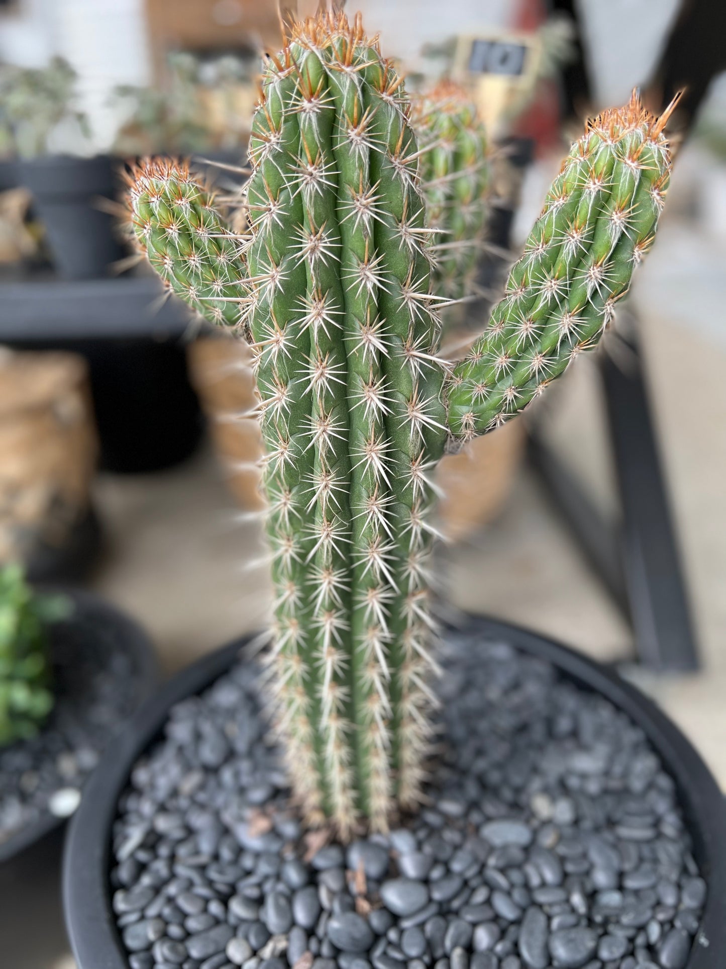 Pilocereus Gounellei in our Fibrestone Egg Pot