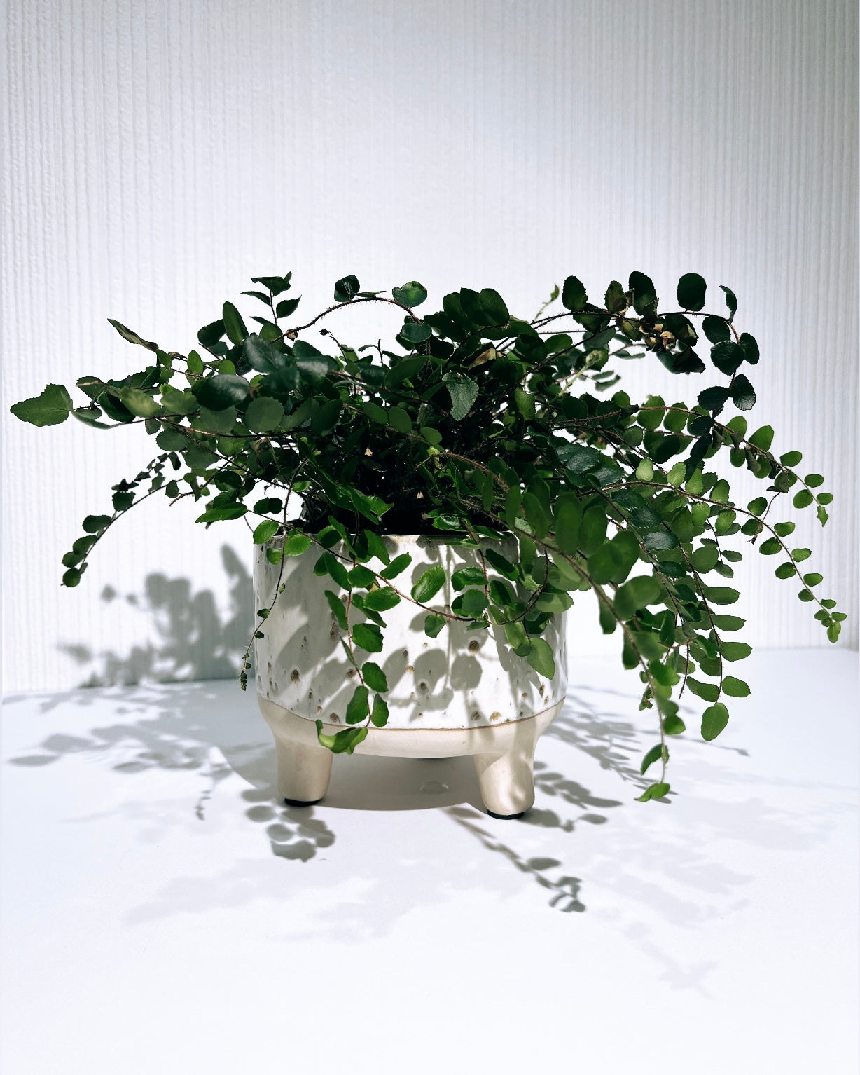 Frankie Footed Natural Pot