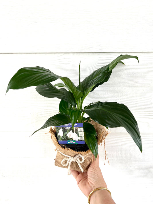 Peace Lily