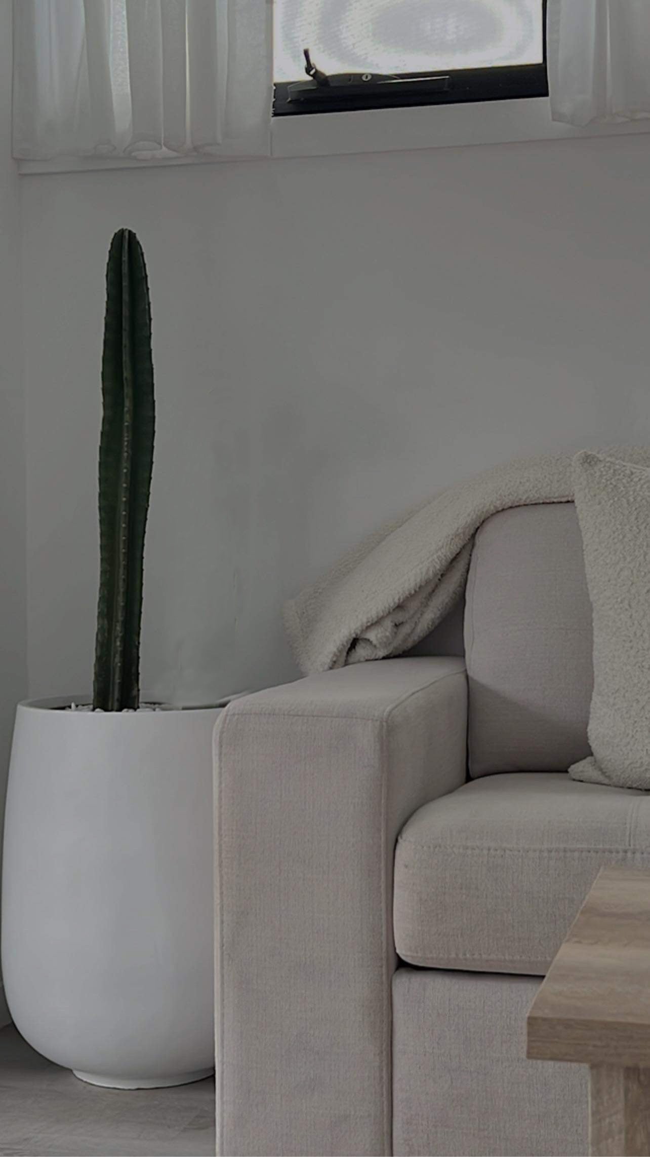 San Pedro Cactus in White Belly Pot