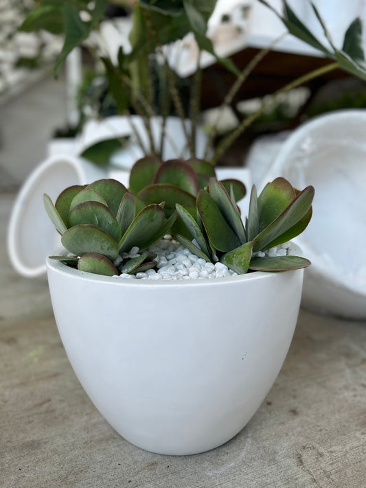 Fibrestone White - Egg Pot