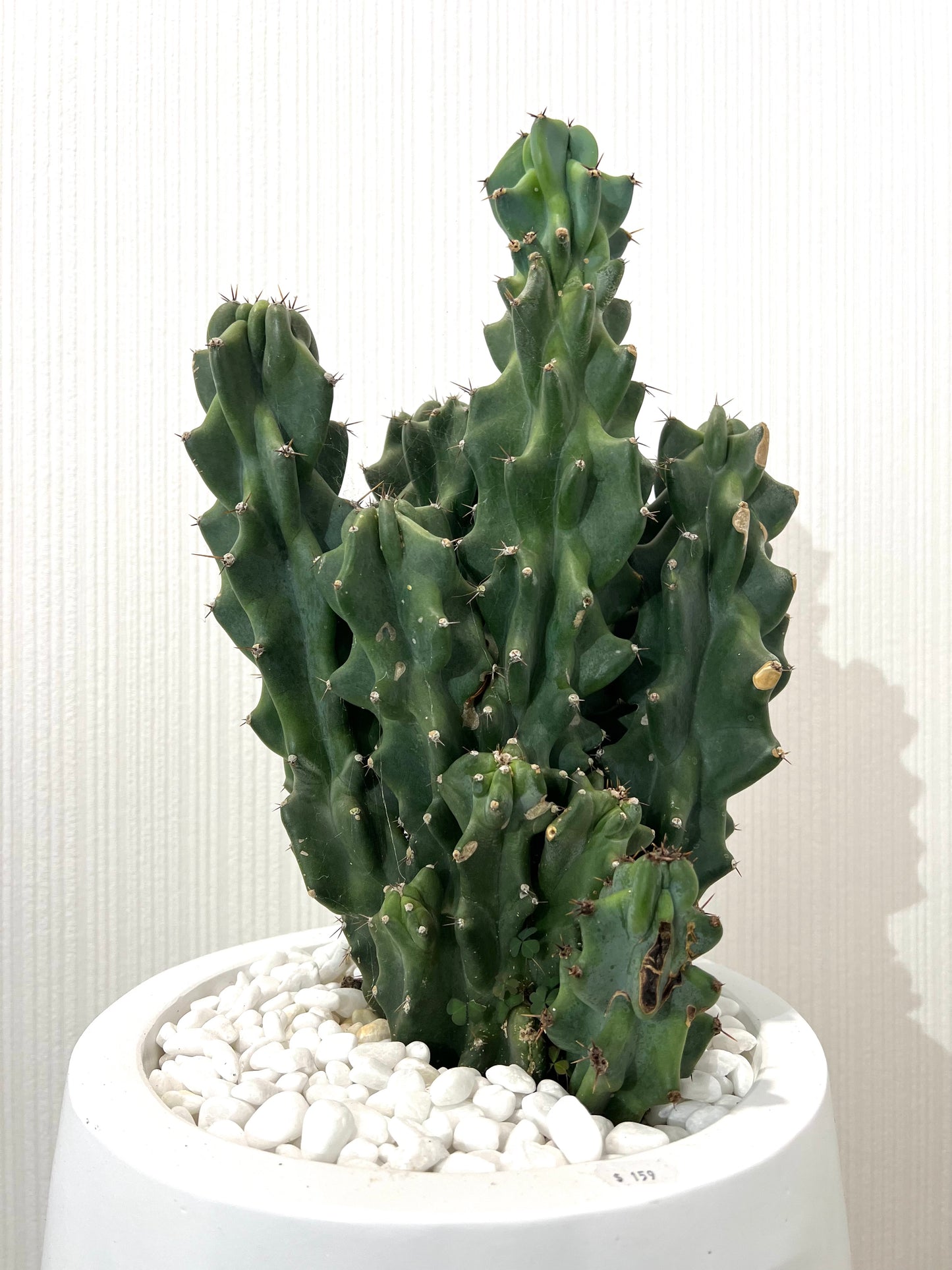 Monstrose Apple Cactus in Small White Fibrestone Duffey Pots