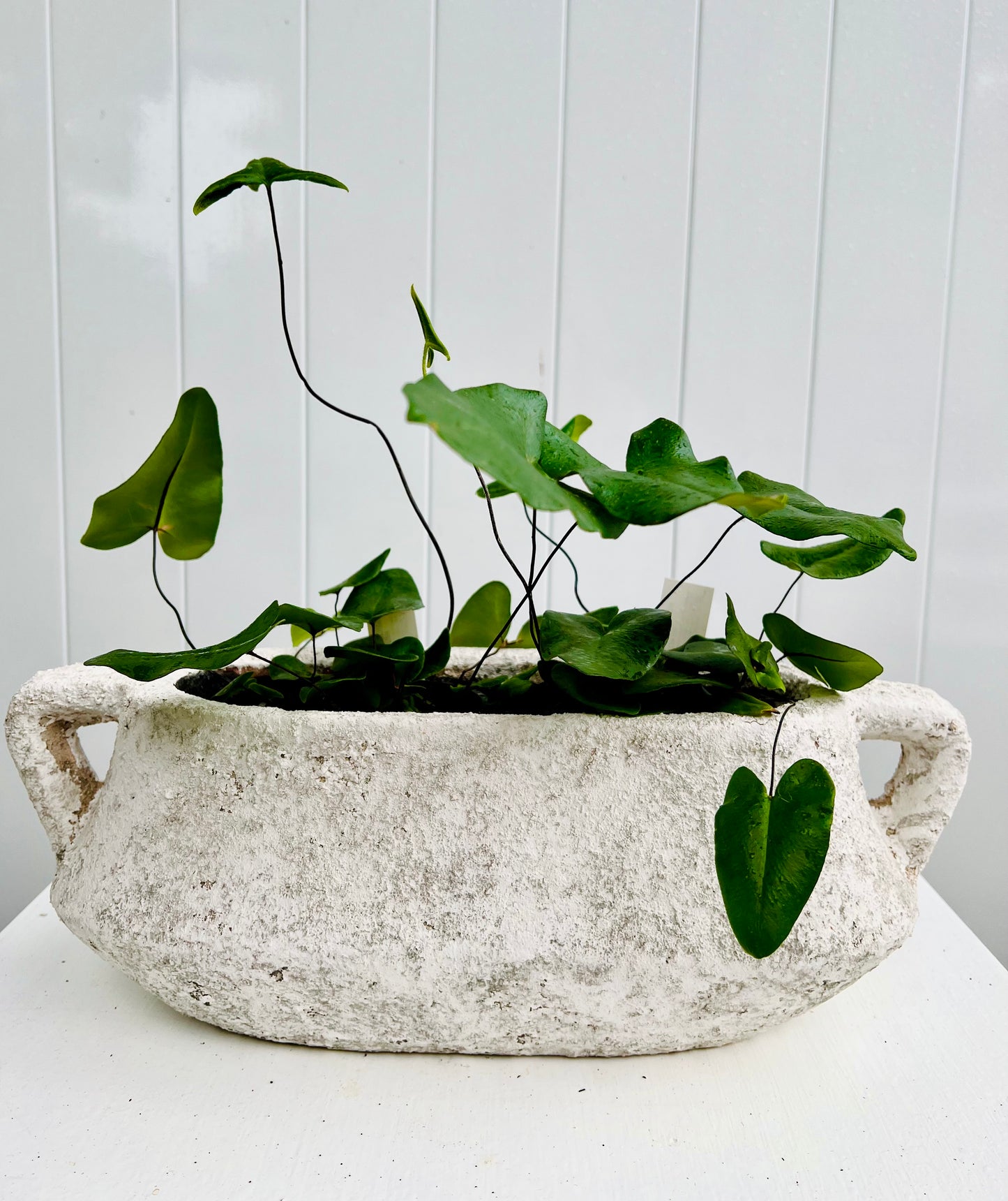 Poppy Ceramic Pot