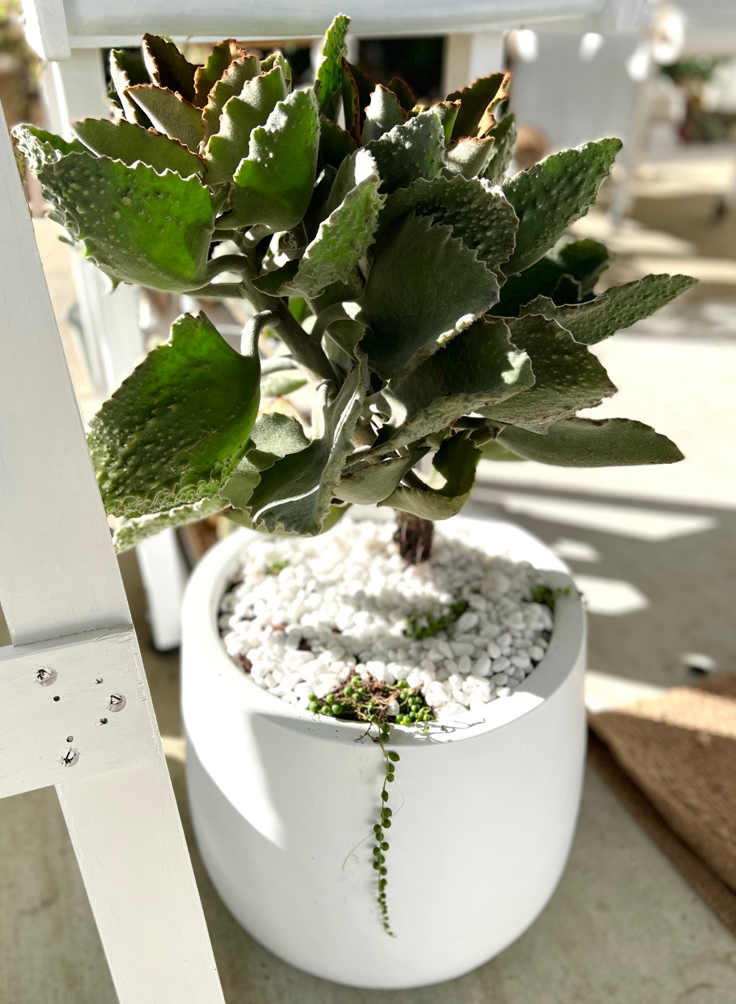 Teddy Bear - Kalanchoe Fang in Medium Fibrestone Duffey Pot.