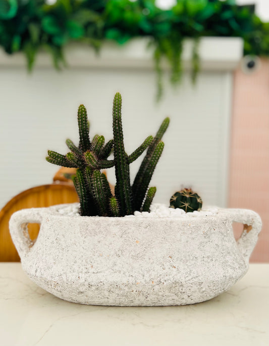 Mix of cacti  in Textured Long Handled Pot