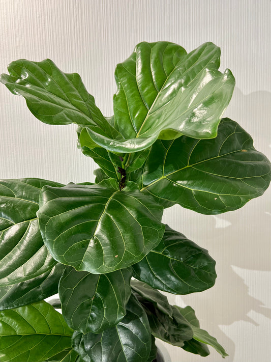 Fiddle Leaf Fig Plant in Small White Fibrestone Belly Pot