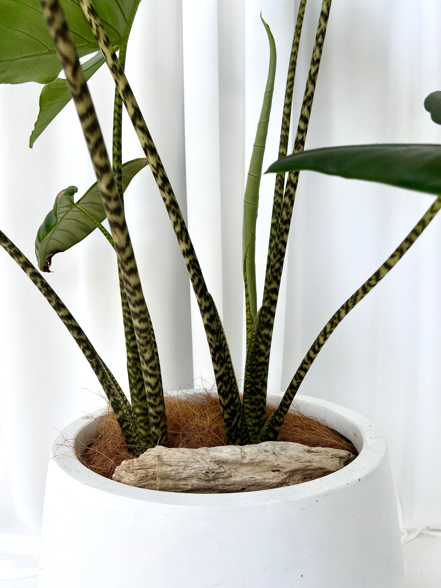 Zebra Plant in Medium White Fibrestone Duffey Pot