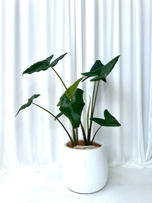 Zebra Plant in Medium White Fibrestone Duffey Pot