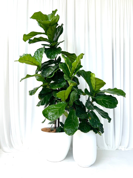 Fiddle Leaf Fig Plant in Small White Fibrestone Belly Pot