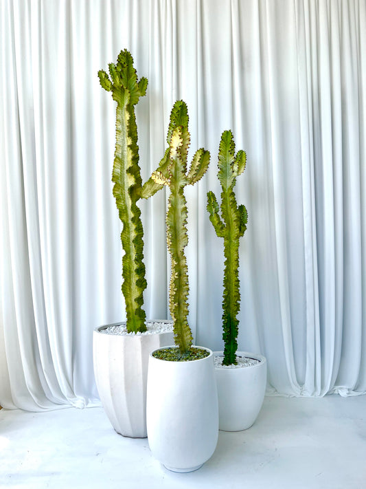 Ghost Cactus in White Pot