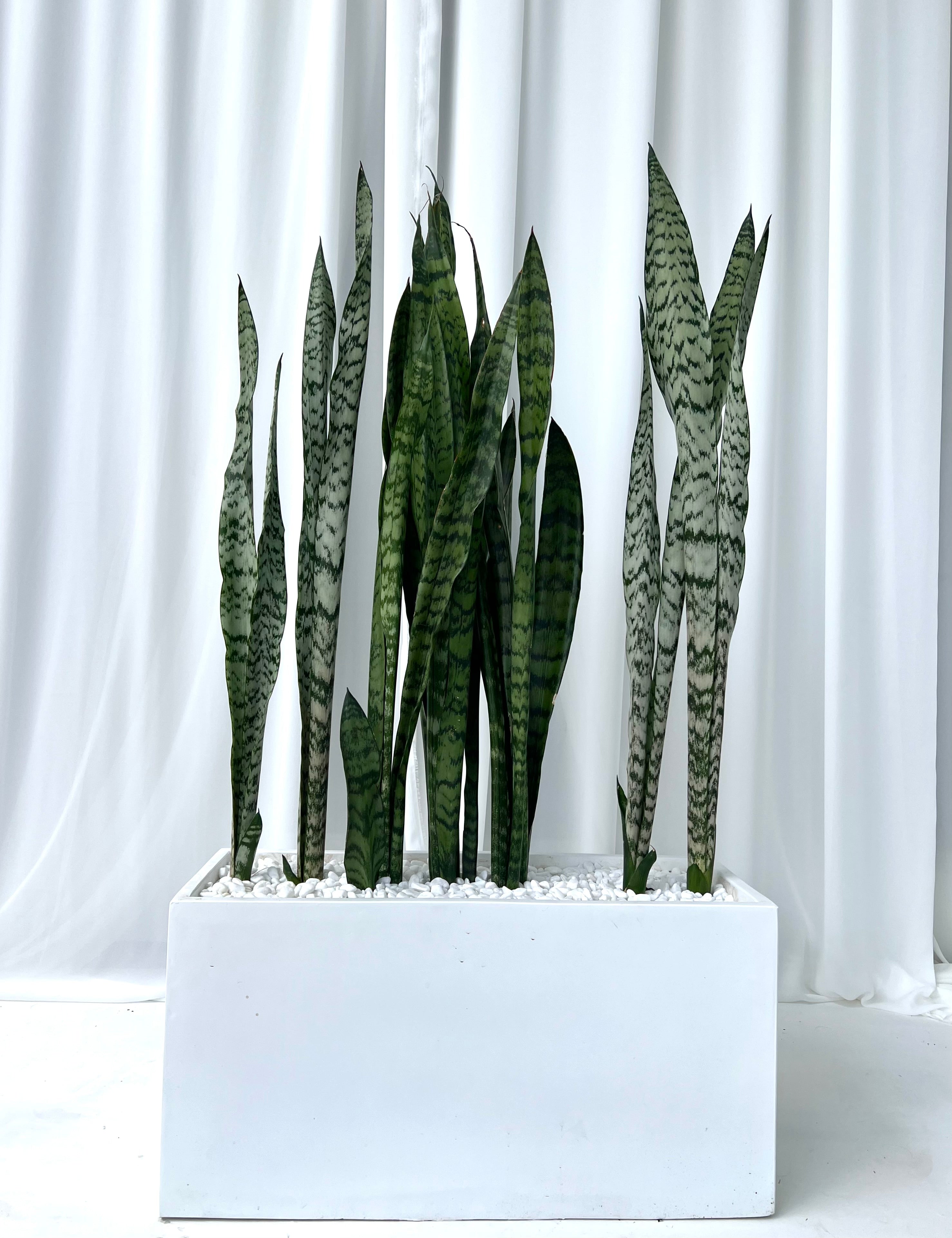 Snake Plants in Long Rectangle Fibrestone Pot Plant People