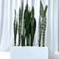 Snake Plants in Long Rectangle Fibrestone Pot