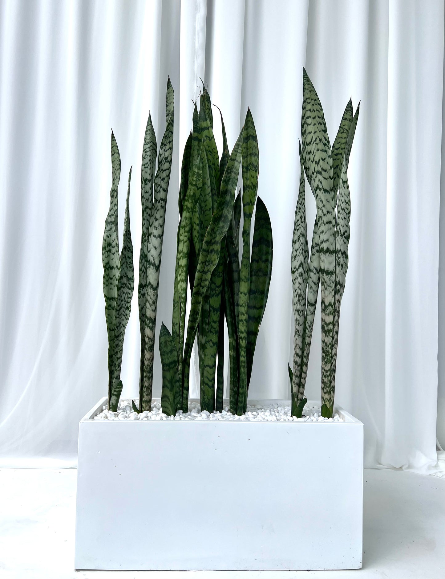 Snake Plants in Long Rectangle Fibrestone Pot