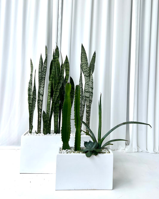 Snake Plants in Long Rectangle Fibrestone Pot