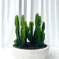 Cluster of Cowboy Cactus, Terrazzo Fibrestone Bowl