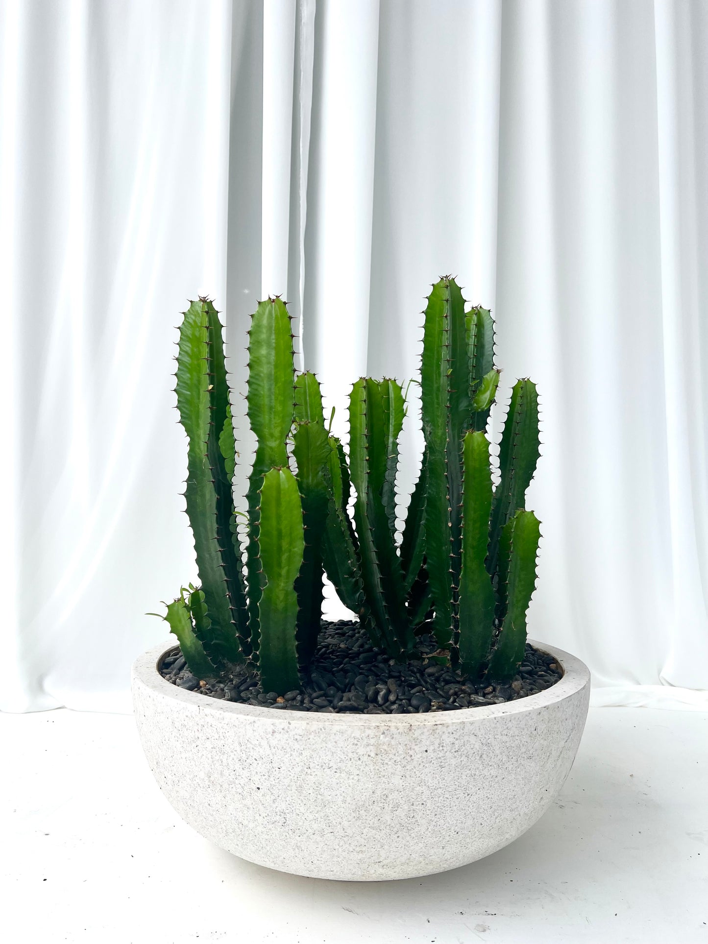 Cluster of Cowboy Cactus, Terrazzo Fibrestone Bowl