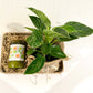 Philodendron Birkin