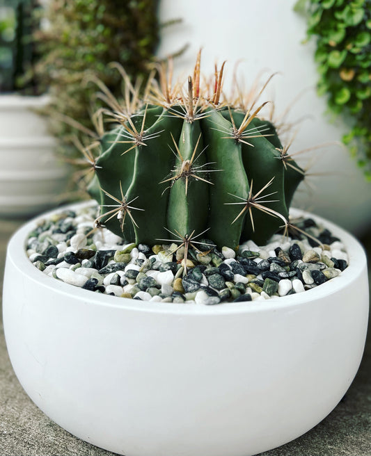 Potted Exotic Barrel Cactus in White Fibrestone Pot.