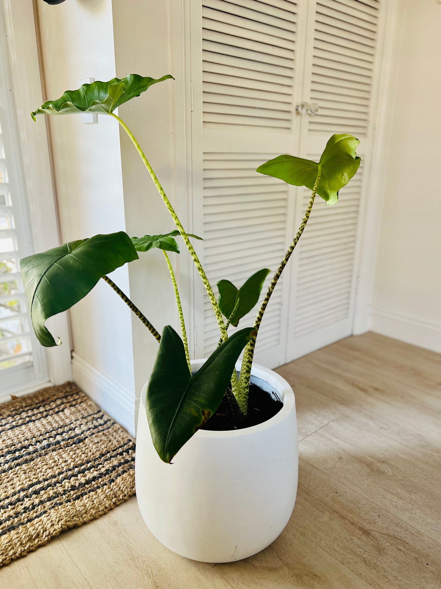 Zebra Plant in Medium White Fibrestone Duffey Pot