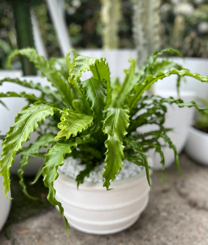 White Terracotta Coastal Ring Pot