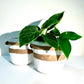 Tony Terracotta & White Urn Pot