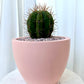 Trichocereus Pasacana