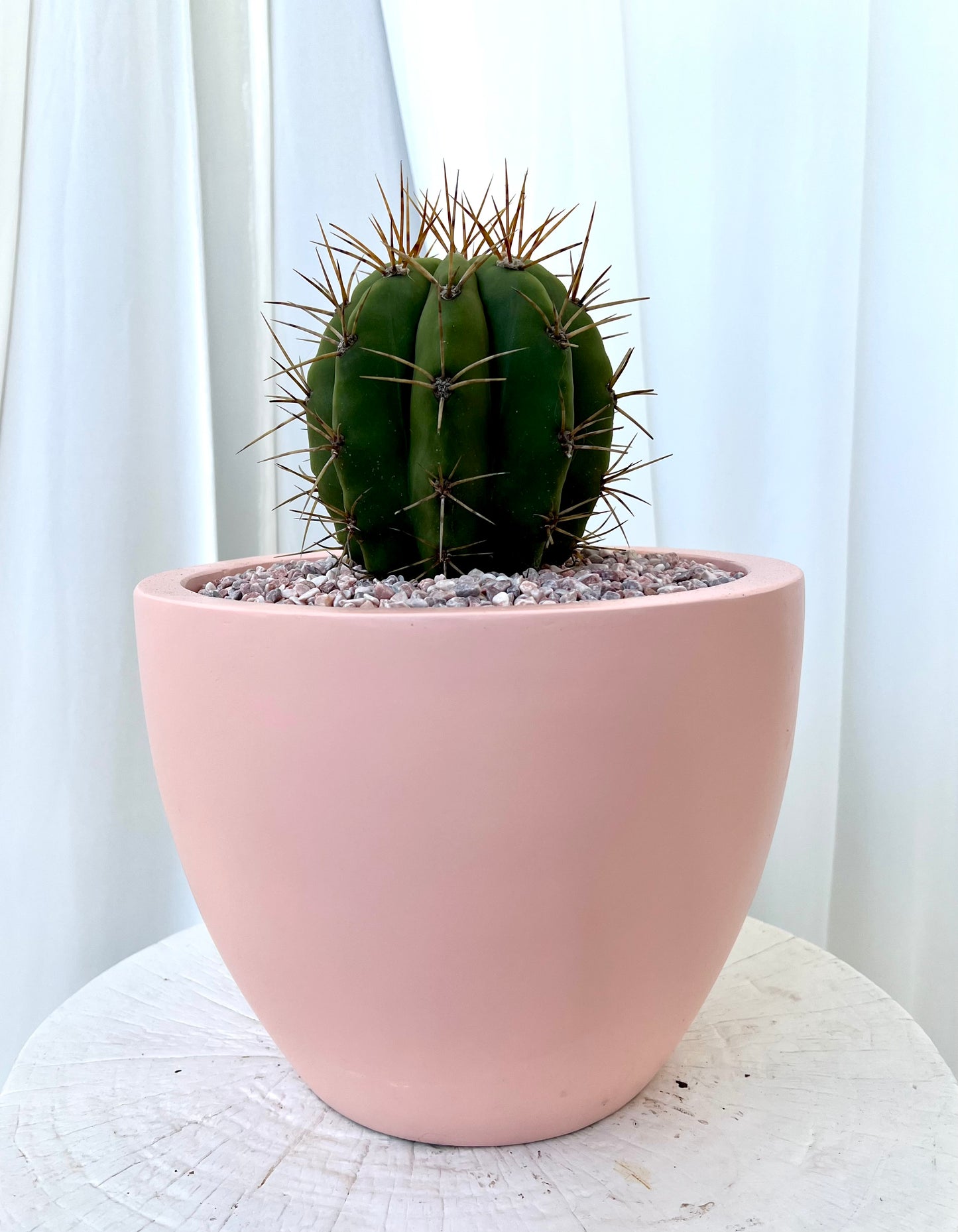 Trichocereus Pasacana