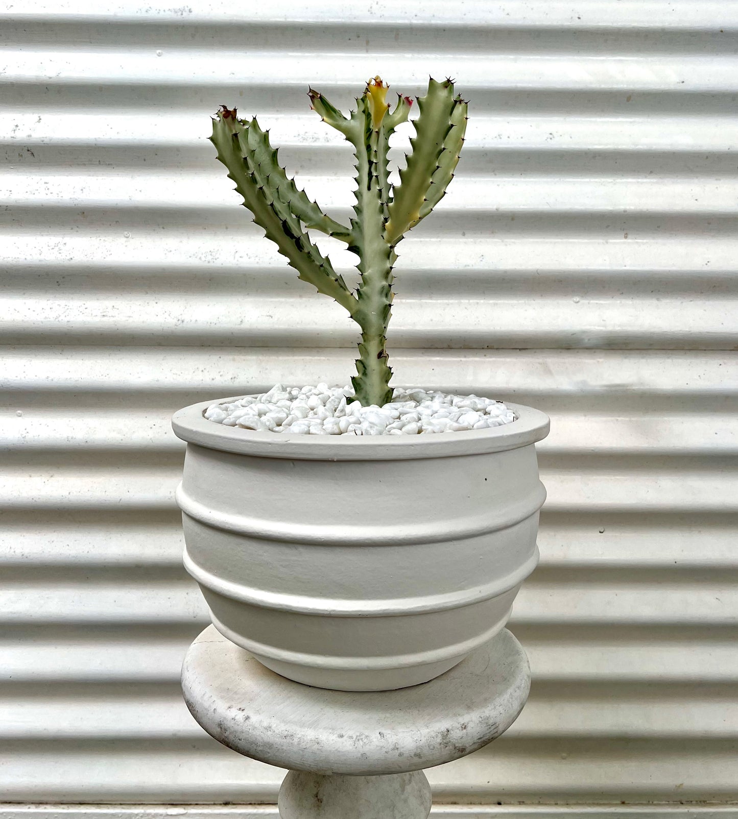 Ghost Cactus in White Pot