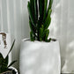 Cowboy Cactus in White Belly Pot