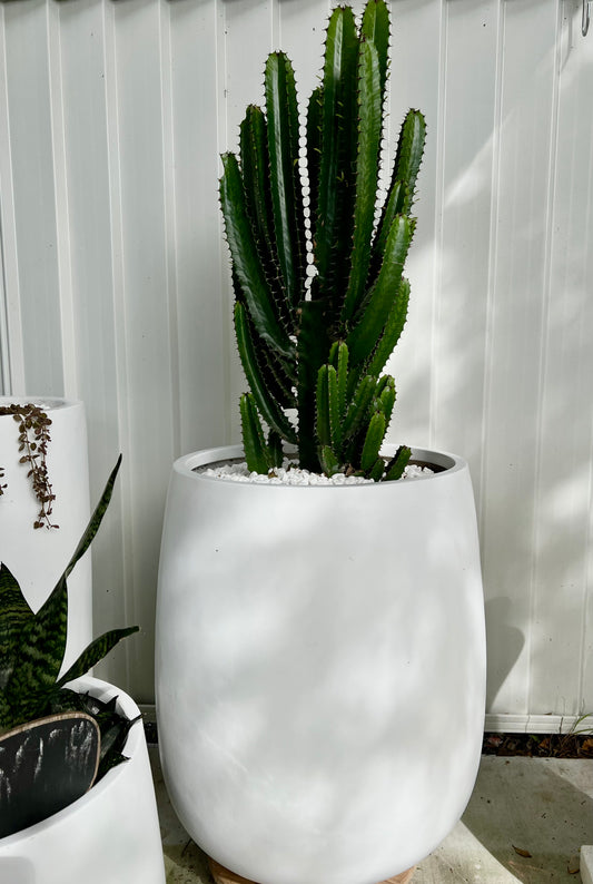 Cowboy Cactus in White Belly Pot