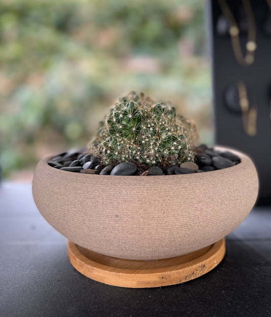 Nipple Cactus in Brown Bowl