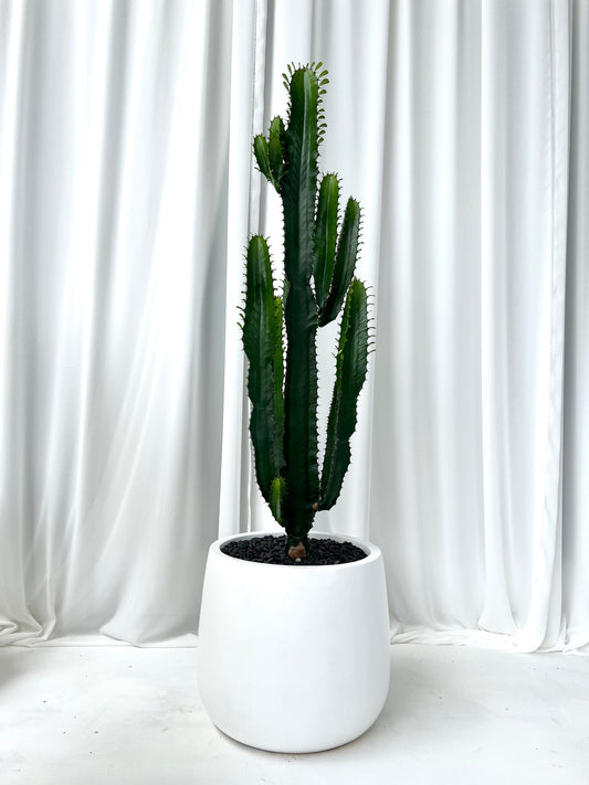 Cowboy Cactus in White Duffy Pot